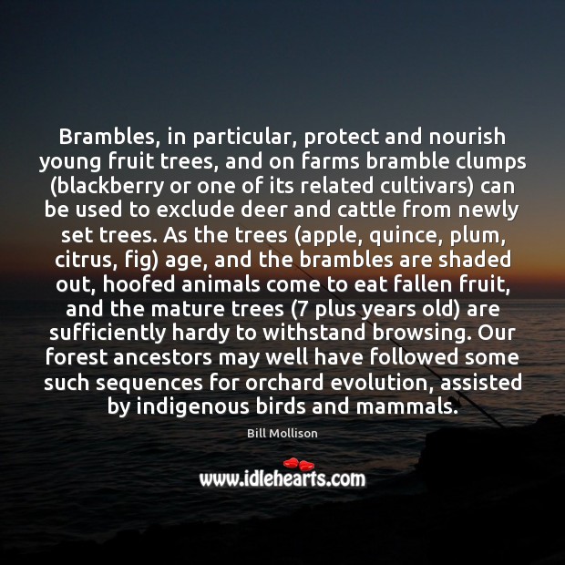 Brambles, in particular, protect and nourish young fruit trees, and on farms Bill Mollison Picture Quote