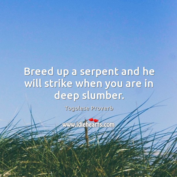 Breed up a serpent and he will strike when you are in deep slumber. Togolese Proverbs Image