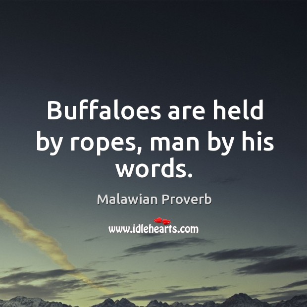 Buffaloes are held by ropes, man by his words. Image