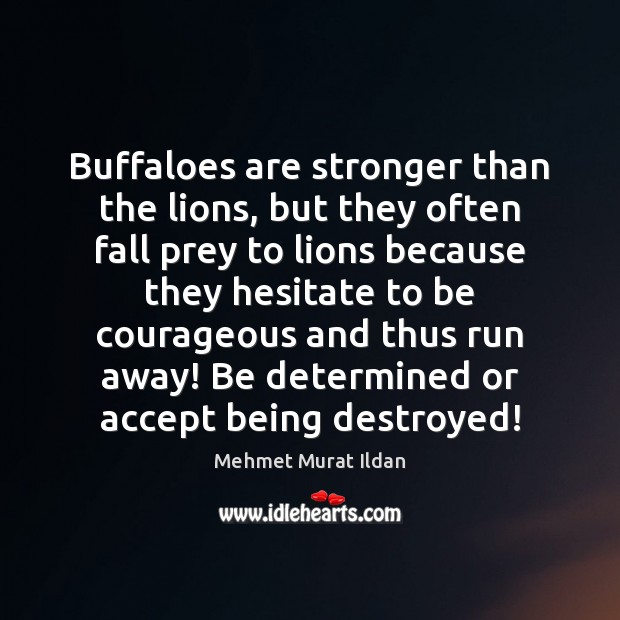 Buffaloes are stronger than the lions, but they often fall prey to Image