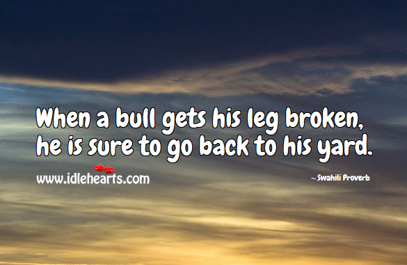 When a bull gets his leg broken, he is sure to go back to his yard. Swahili Proverbs Image