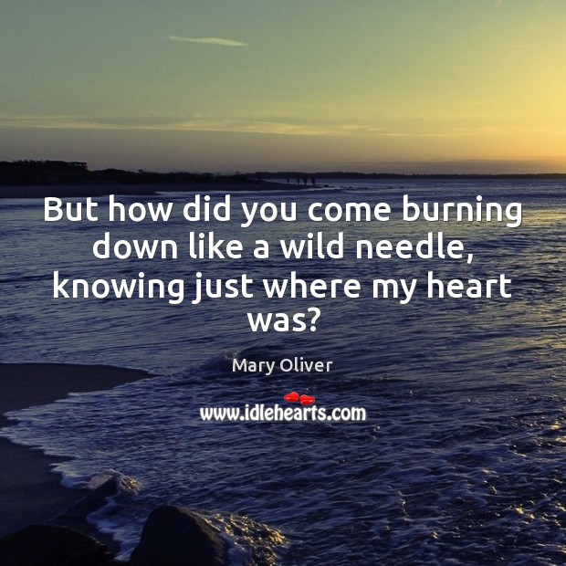 But how did you come burning down like a wild needle, knowing just where my heart was? Mary Oliver Picture Quote