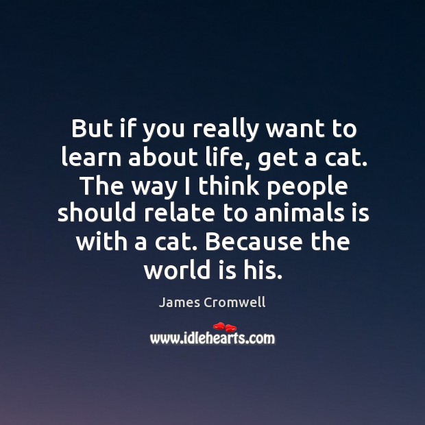 But if you really want to learn about life, get a cat. The way I think people should relate to animals is with a cat. 