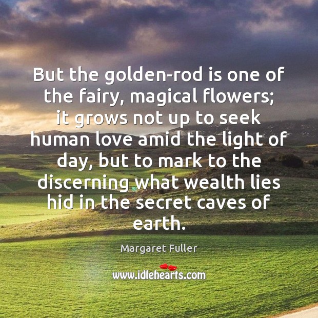 But the golden-rod is one of the fairy, magical flowers; it grows Margaret Fuller Picture Quote