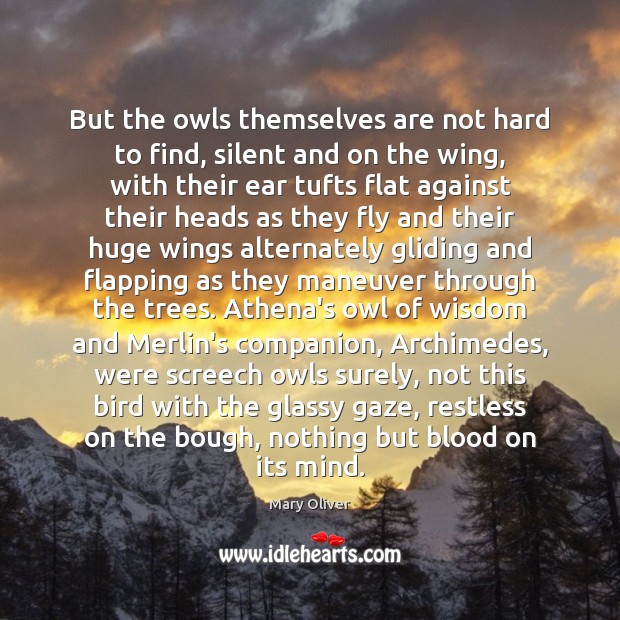 But the owls themselves are not hard to find, silent and on Image