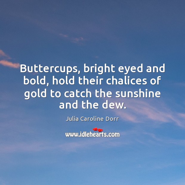 Buttercups, bright eyed and bold, hold their chalices of gold to catch Julia Caroline Dorr Picture Quote