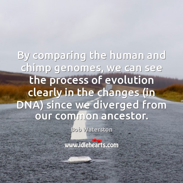 By comparing the human and chimp genomes, we can see the process Image