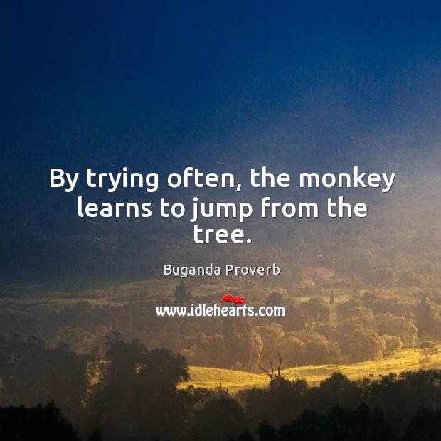 By trying often, the monkey learns to jump from the tree. Buganda Proverbs Image
