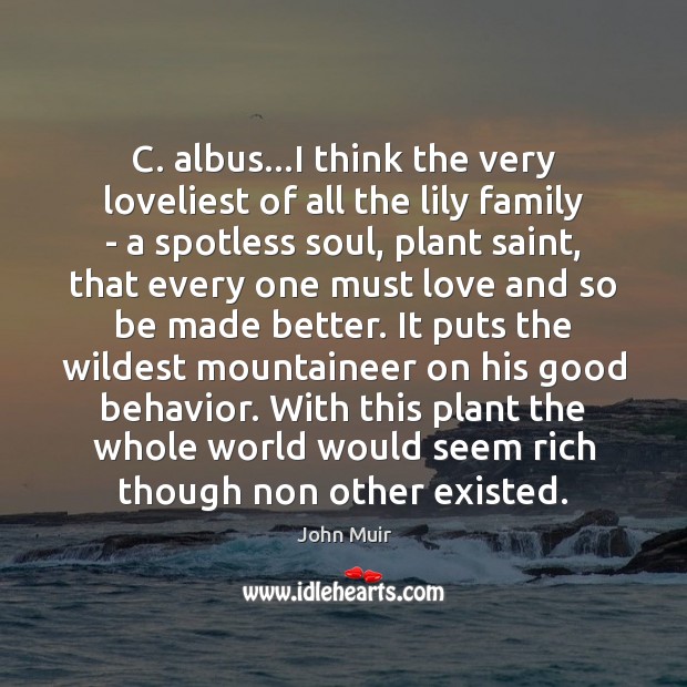 C. albus…I think the very loveliest of all the lily family John Muir Picture Quote