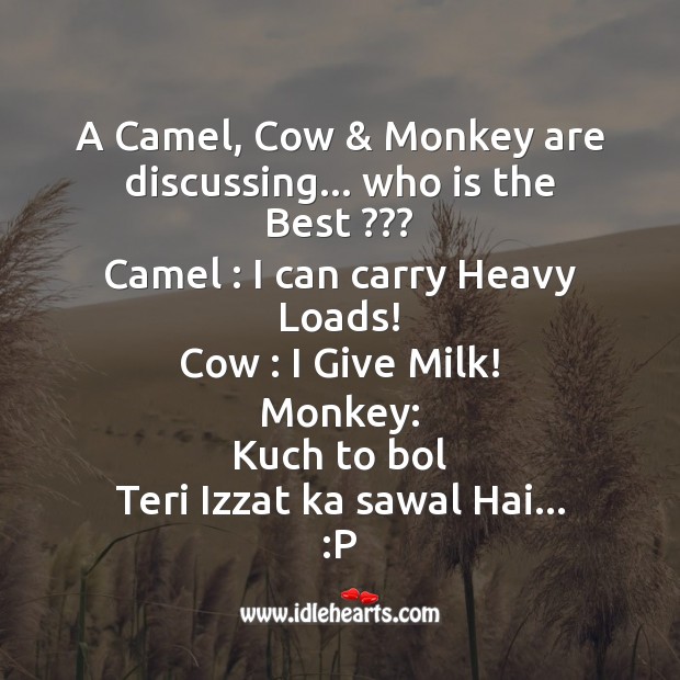 Camel, cow & monkey are discussing Funny Messages Image