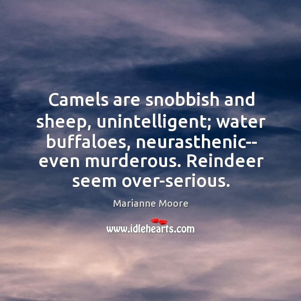 Camels are snobbish and sheep, unintelligent; water buffaloes, neurasthenic– even murderous. Reindeer Image