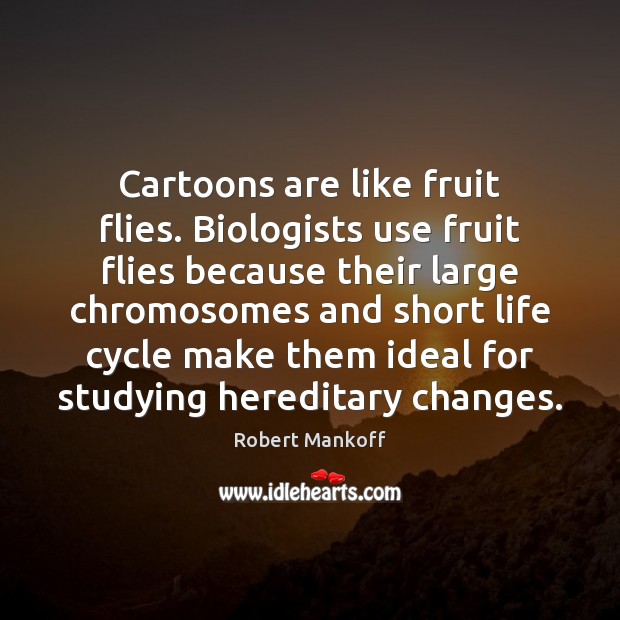 Cartoons are like fruit flies. Biologists use fruit flies because their large 