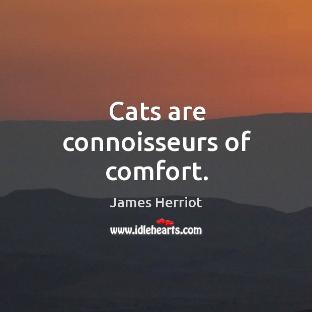Cats are connoisseurs of comfort. James Herriot Picture Quote