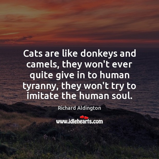 Cats are like donkeys and camels, they won’t ever quite give in Richard Aldington Picture Quote