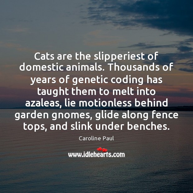 Cats are the slipperiest of domestic animals. Thousands of years of genetic Image
