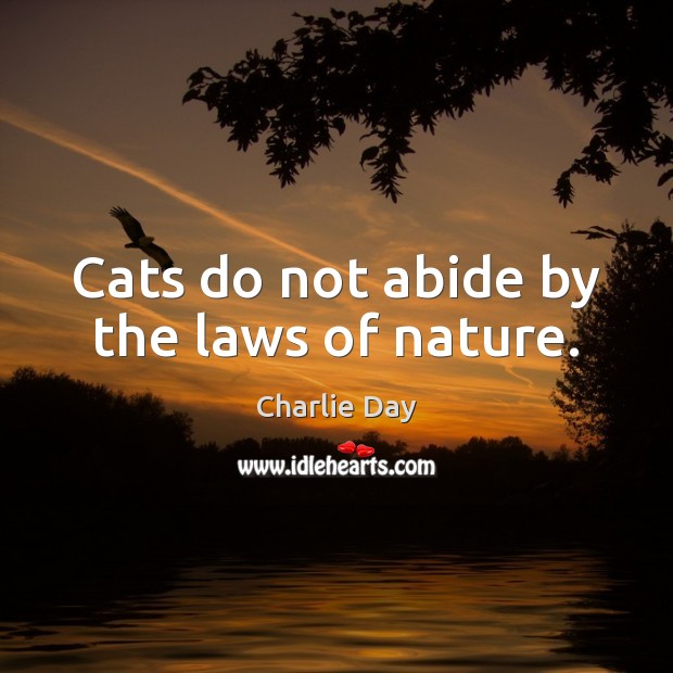 Cats do not abide by the laws of nature. Charlie Day Picture Quote