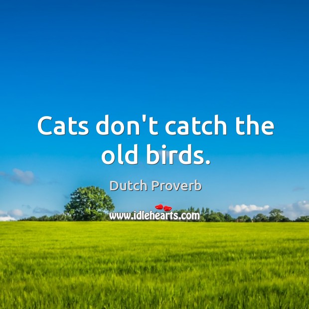 Cats don’t catch the old birds. Image