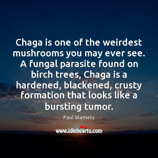 Chaga is one of the weirdest mushrooms you may ever see. A Paul Stamets Picture Quote