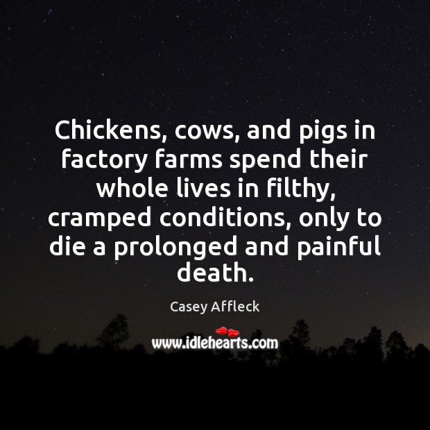 Chickens, cows, and pigs in factory farms spend their whole lives in Image