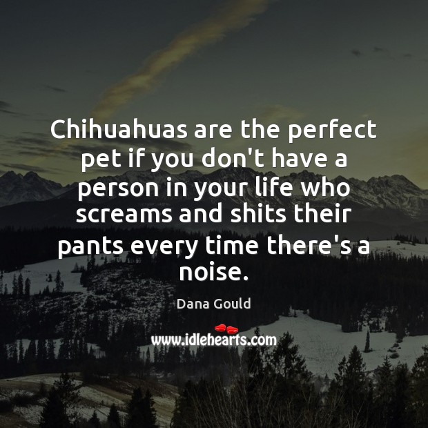Chihuahuas are the perfect pet if you don’t have a person in Image