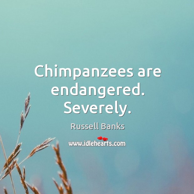 Chimpanzees are endangered. Severely. Russell Banks Picture Quote