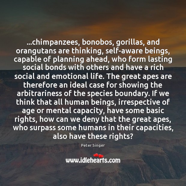 …chimpanzees, bonobos, gorillas, and orangutans are thinking, self-aware beings, capable of planning Image