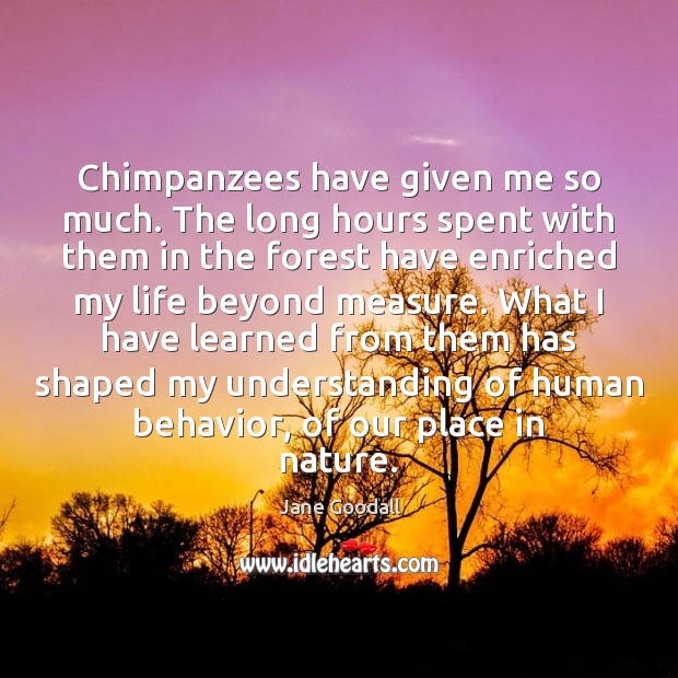 Chimpanzees have given me so much. The long hours spent with them Jane Goodall Picture Quote