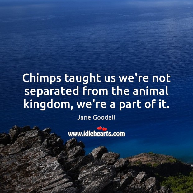 Chimps taught us we’re not separated from the animal kingdom, we’re a part of it. Jane Goodall Picture Quote