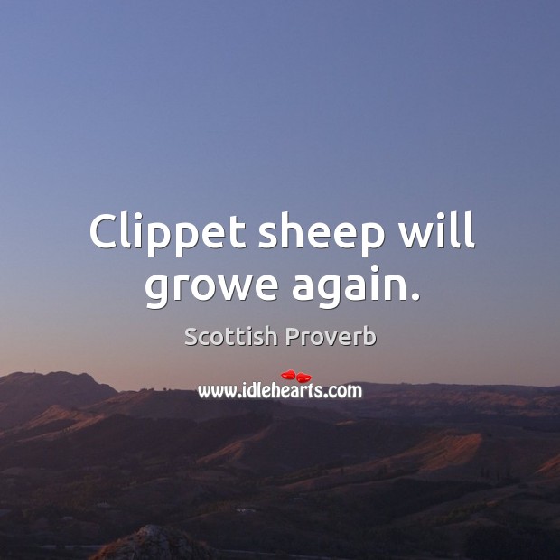 Clippet sheep will growe again. Scottish Proverbs Image