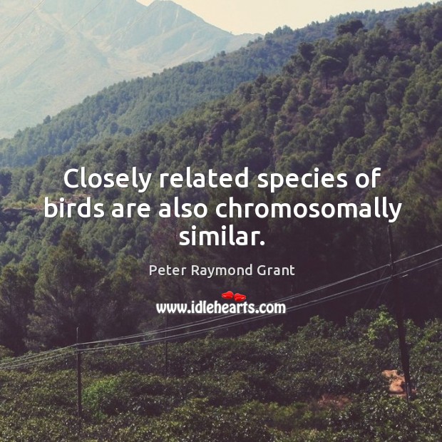 Closely related species of birds are also chromosomally similar. Peter Raymond Grant Picture Quote