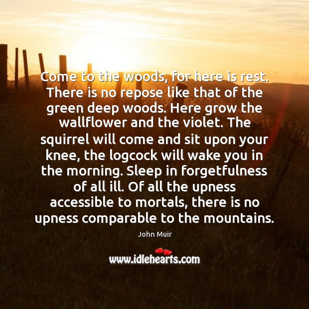 Come to the woods, for here is rest. There is no repose John Muir Picture Quote