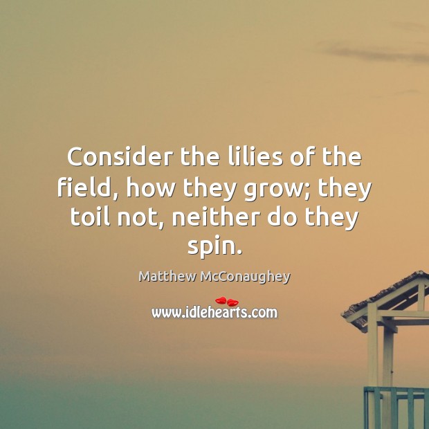 Consider the lilies of the field, how they grow; they toil not, neither do they spin. Image