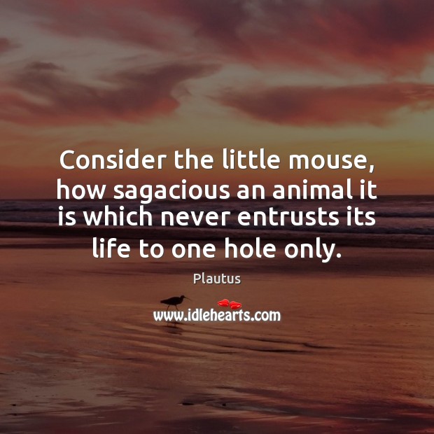 Consider the little mouse, how sagacious an animal it is which never Plautus Picture Quote