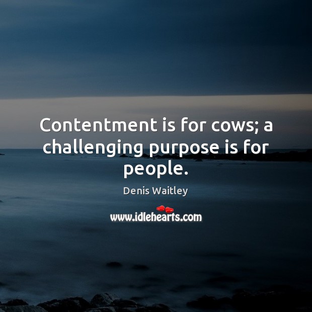 Contentment is for cows; a challenging purpose is for people. Denis Waitley Picture Quote