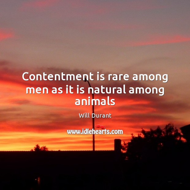 Contentment is rare among men as it is natural among animals Will Durant Picture Quote