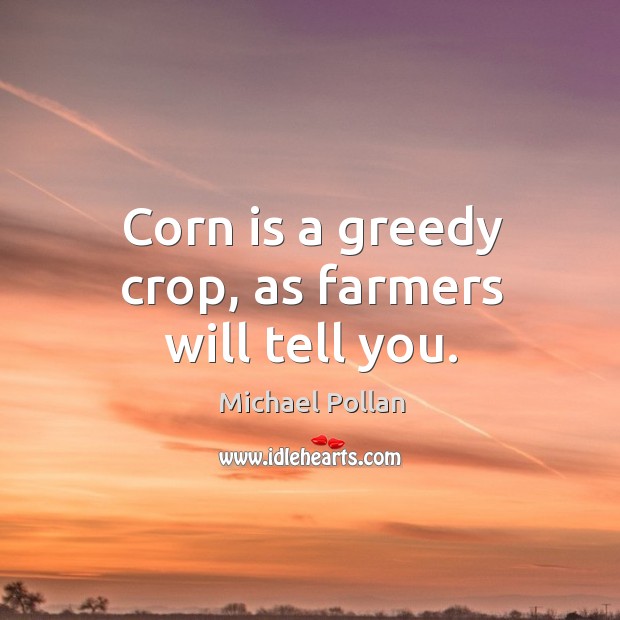 Corn is a greedy crop, as farmers will tell you. Image