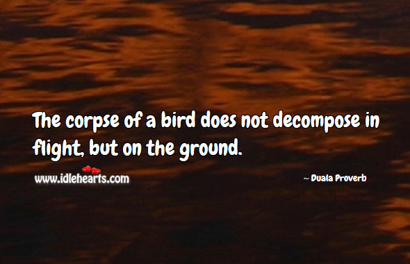 The corpse of a bird does not decompose in flight, but on the ground. Duala Proverbs Image