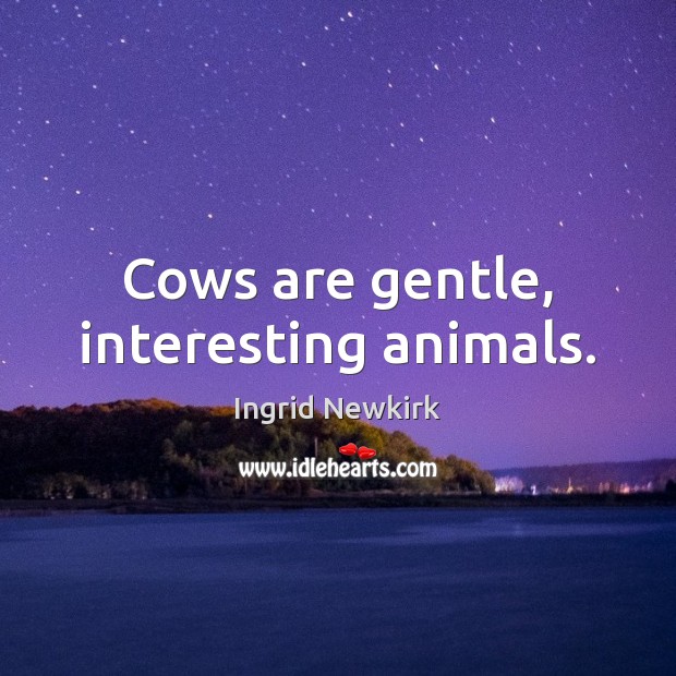 Cows are gentle, interesting animals. Ingrid Newkirk Picture Quote
