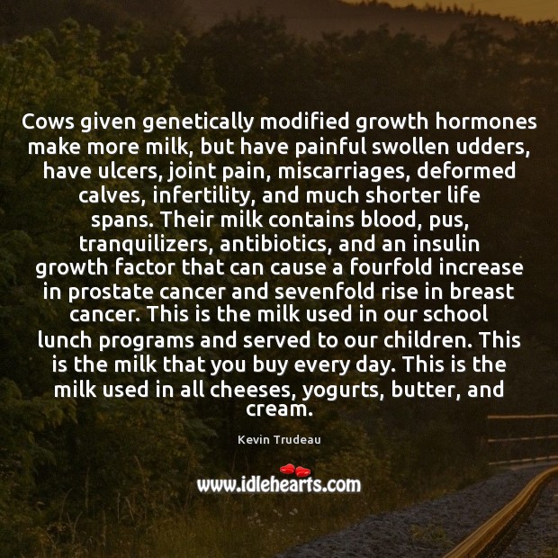 Cows given genetically modified growth hormones make more milk, but have painful 