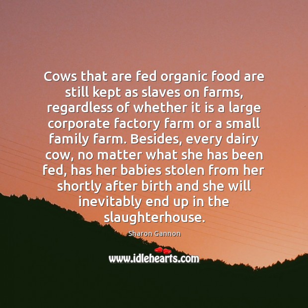Cows that are fed organic food are still kept as slaves on Sharon Gannon Picture Quote