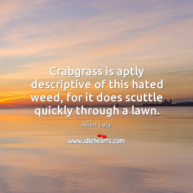 Crabgrass is aptly descriptive of this hated weed, for it does scuttle Allen Lacy Picture Quote