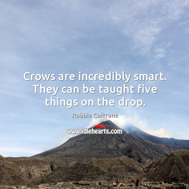 Crows are incredibly smart. They can be taught five things on the drop. Robbie Coltrane Picture Quote