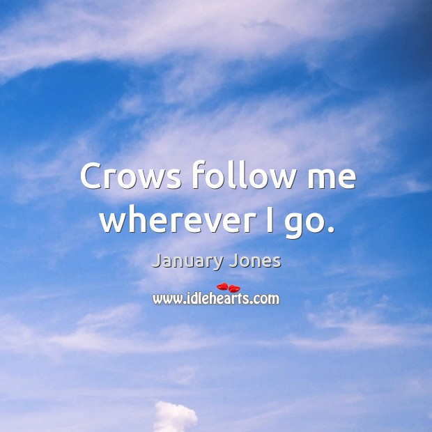 Crows follow me wherever I go. January Jones Picture Quote