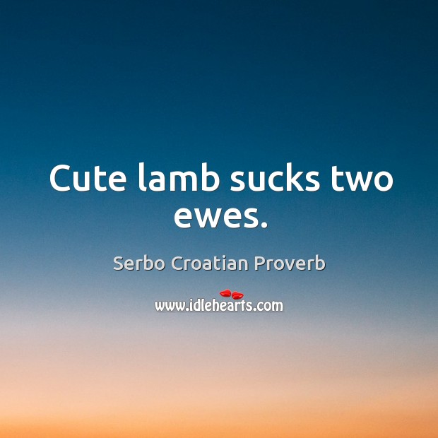 Cute lamb sucks two ewes. Serbo Croatian Proverbs Image
