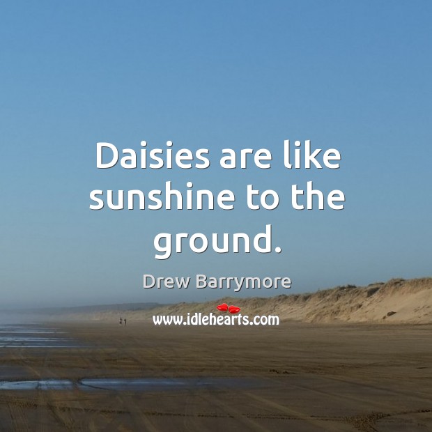 Daisies are like sunshine to the ground. Image