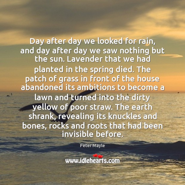 Day after day we looked for rain, and day after day we Peter Mayle Picture Quote