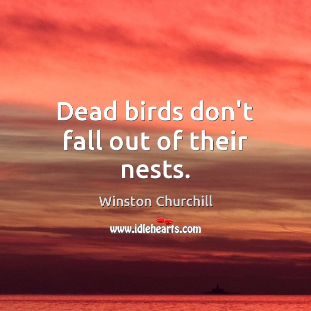 Dead birds don’t fall out of their nests. Winston Churchill Picture Quote