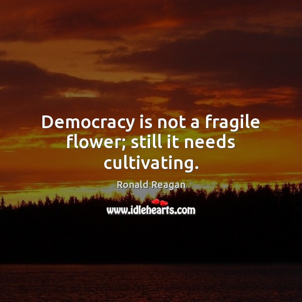 Democracy is not a fragile flower; still it needs cultivating. Ronald Reagan Picture Quote