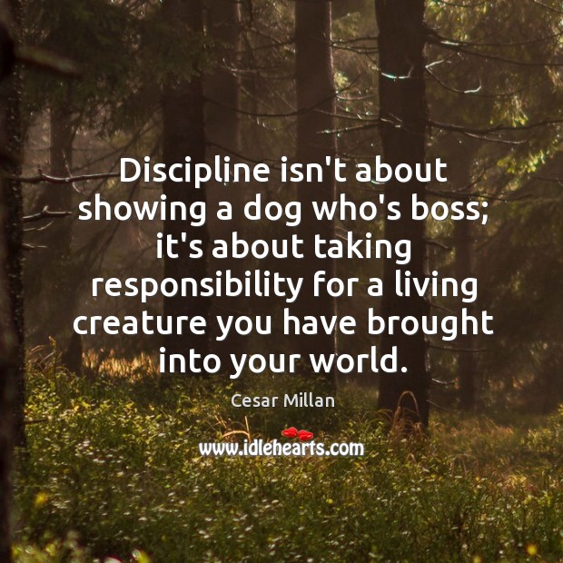 Discipline isn’t about showing a dog who’s boss; it’s about taking responsibility Cesar Millan Picture Quote