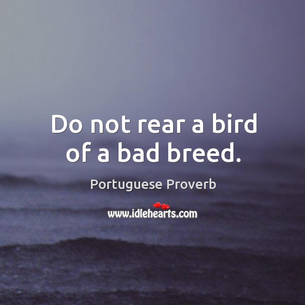 Do not rear a bird of a bad breed. Portuguese Proverbs Image